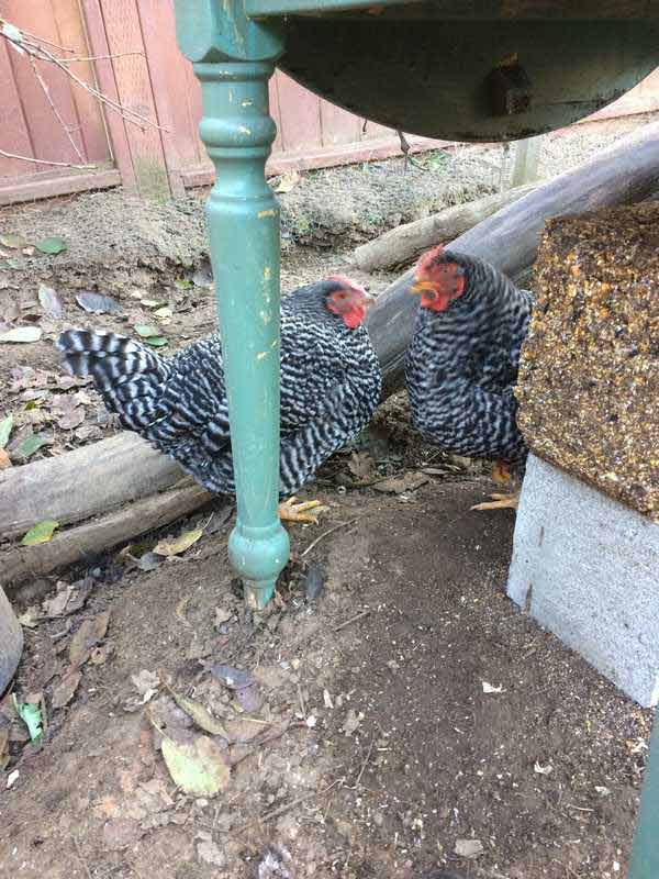 The girls — Pet sitting Services in Bellevue, WA