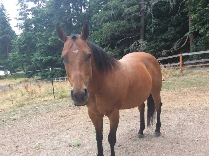 Tink — Pet sitting Services in Bellevue, WA