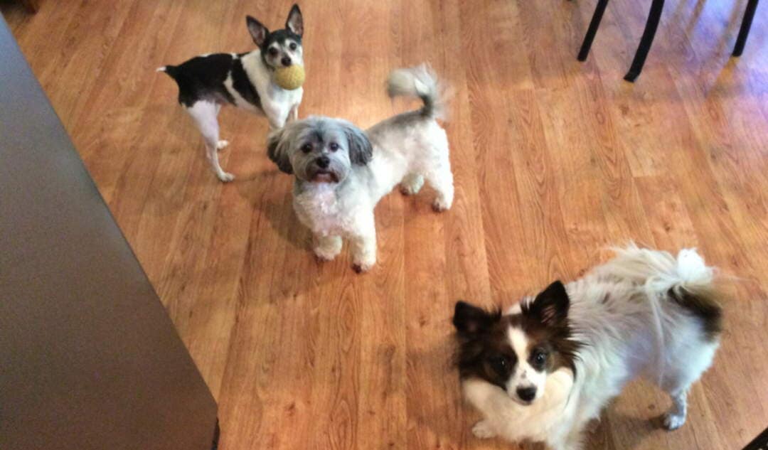 Spot, Rosie and Poza - Pet sitting Services in Bellevue, WA