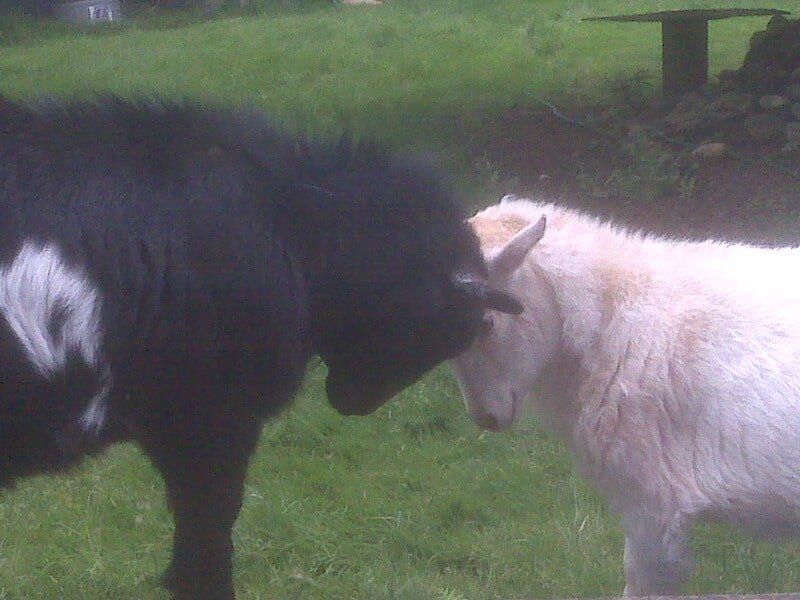 Luigi/Filbert — Pet sitting Services in Bellevue, WA