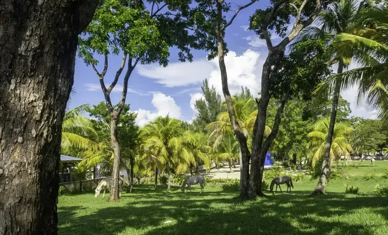 A zebra is standing under a tree in a park surrounded by palm trees.