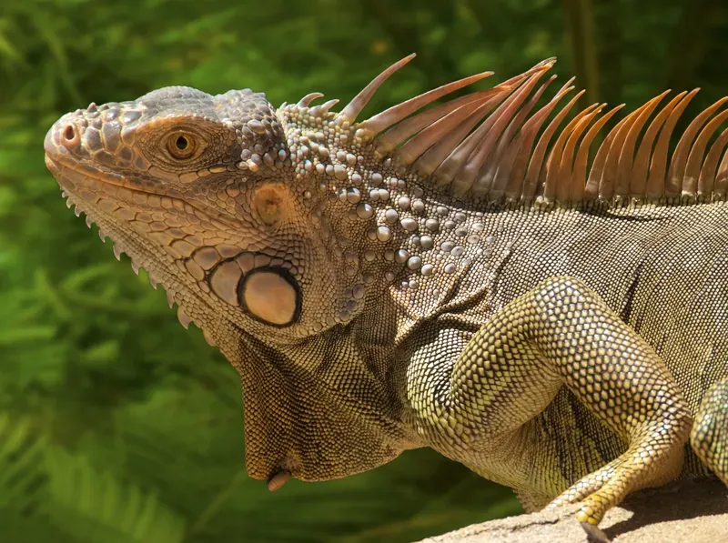 A lizard is sitting on a rock and looking at the camera.