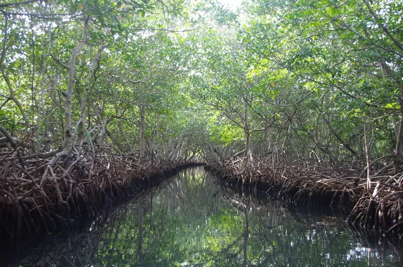 A river surrounded by trees in a mangrove forest.