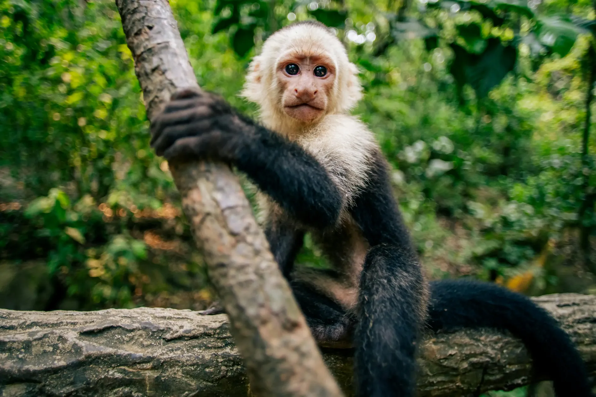 A black and white monkey is sitting on a tree branch.