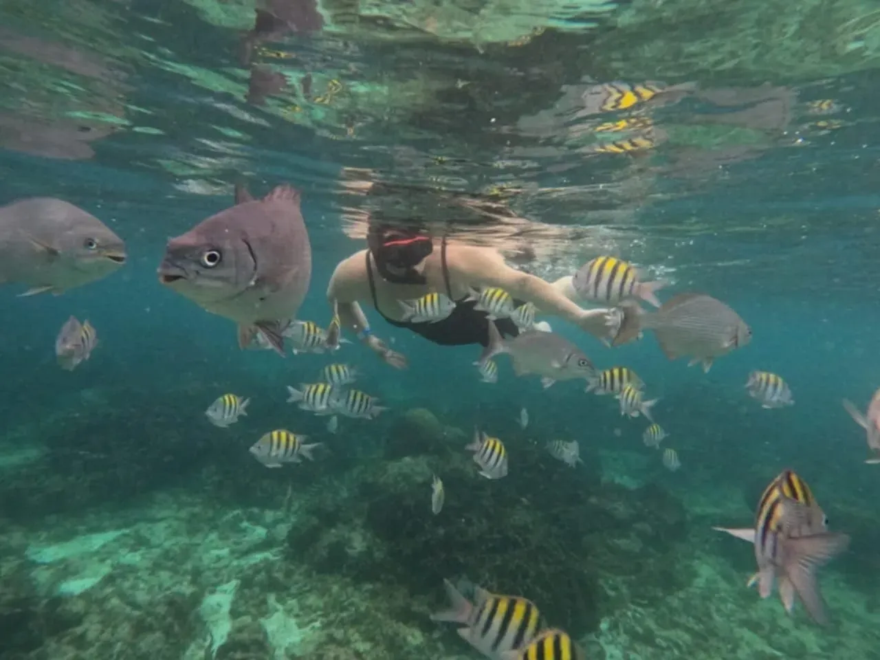 A woman is swimming in the ocean surrounded by fish.