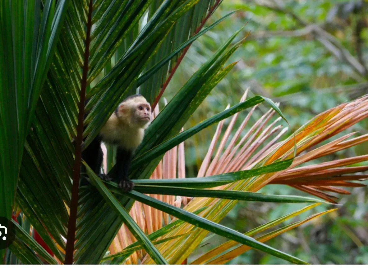 A small monkey is sitting on a palm tree branch