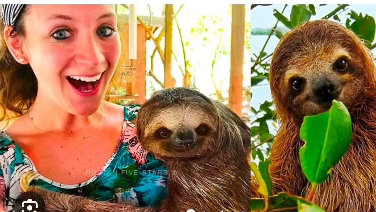 A woman is holding two sloths and one of them is eating a leaf.