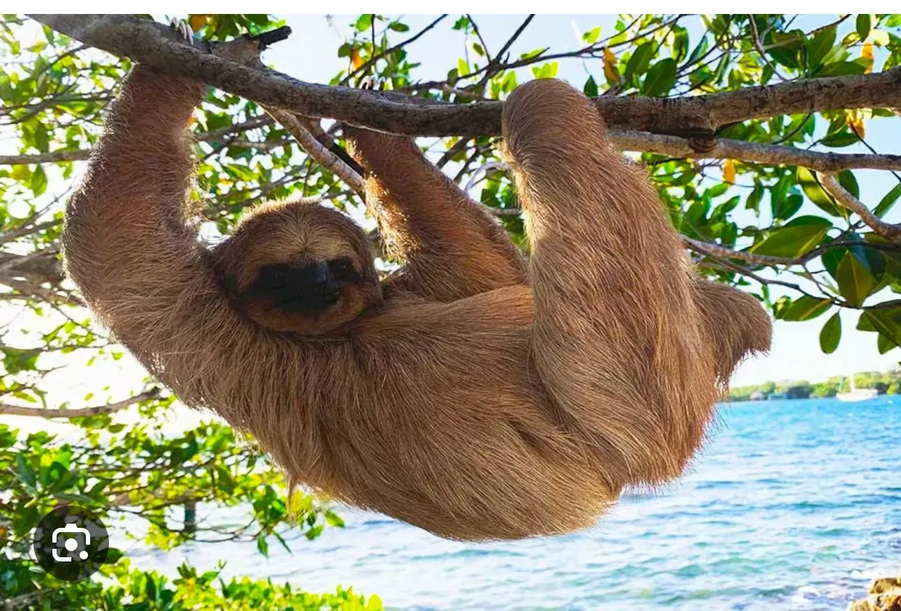 A sloth is hanging from a tree branch overlooking the ocean.