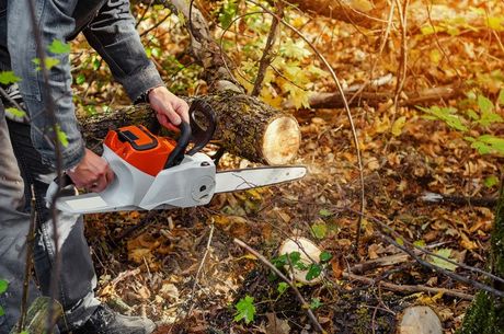 Lumberjack Cutting — Polo, MO — Green Peaks Tree Care, LLC