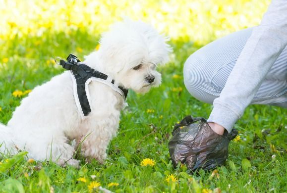 A person is picking up a dog 's poop in the grass.