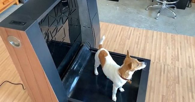 A dog is standing on a treadmill in front of a computer case.
