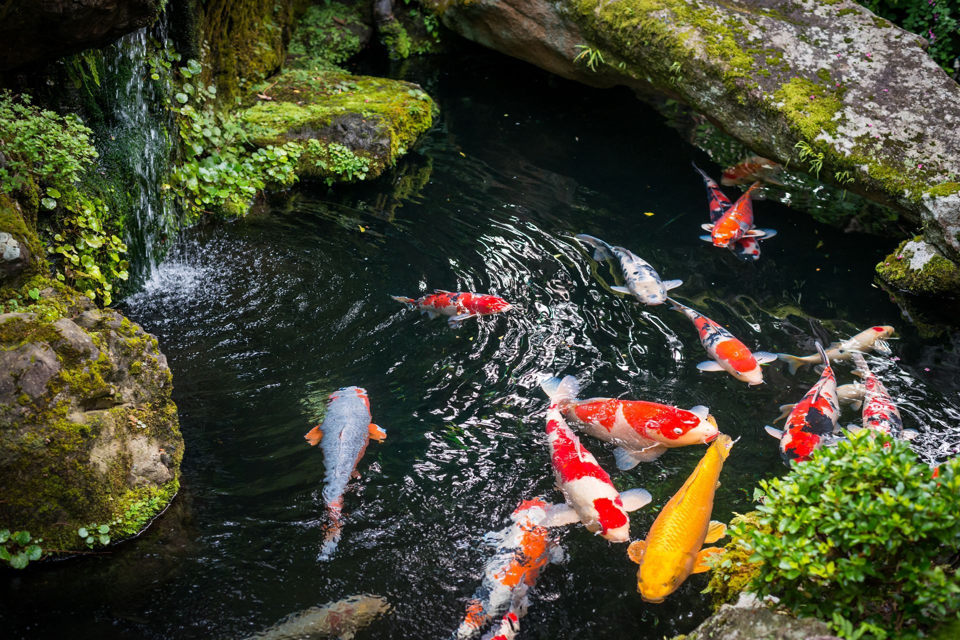 koi pond installed in Pittsburgh back yard