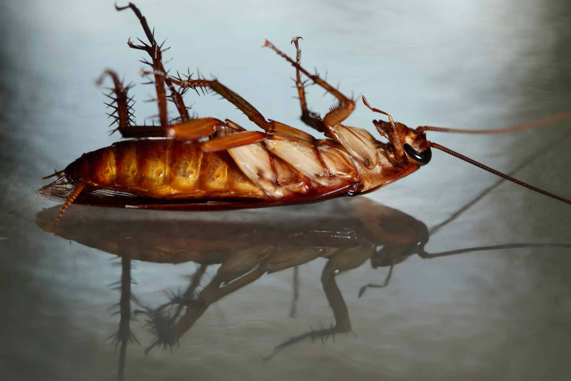 Pest Control Shelbyville, TN Professional Pest Management