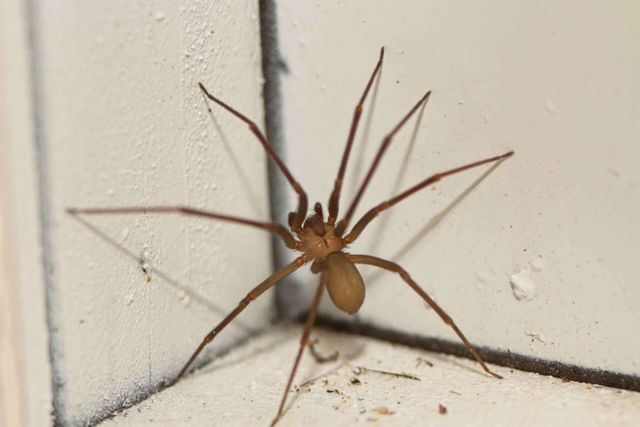 Do Exterminators Get Rid of Spiders? - BUGCO® Pest Control