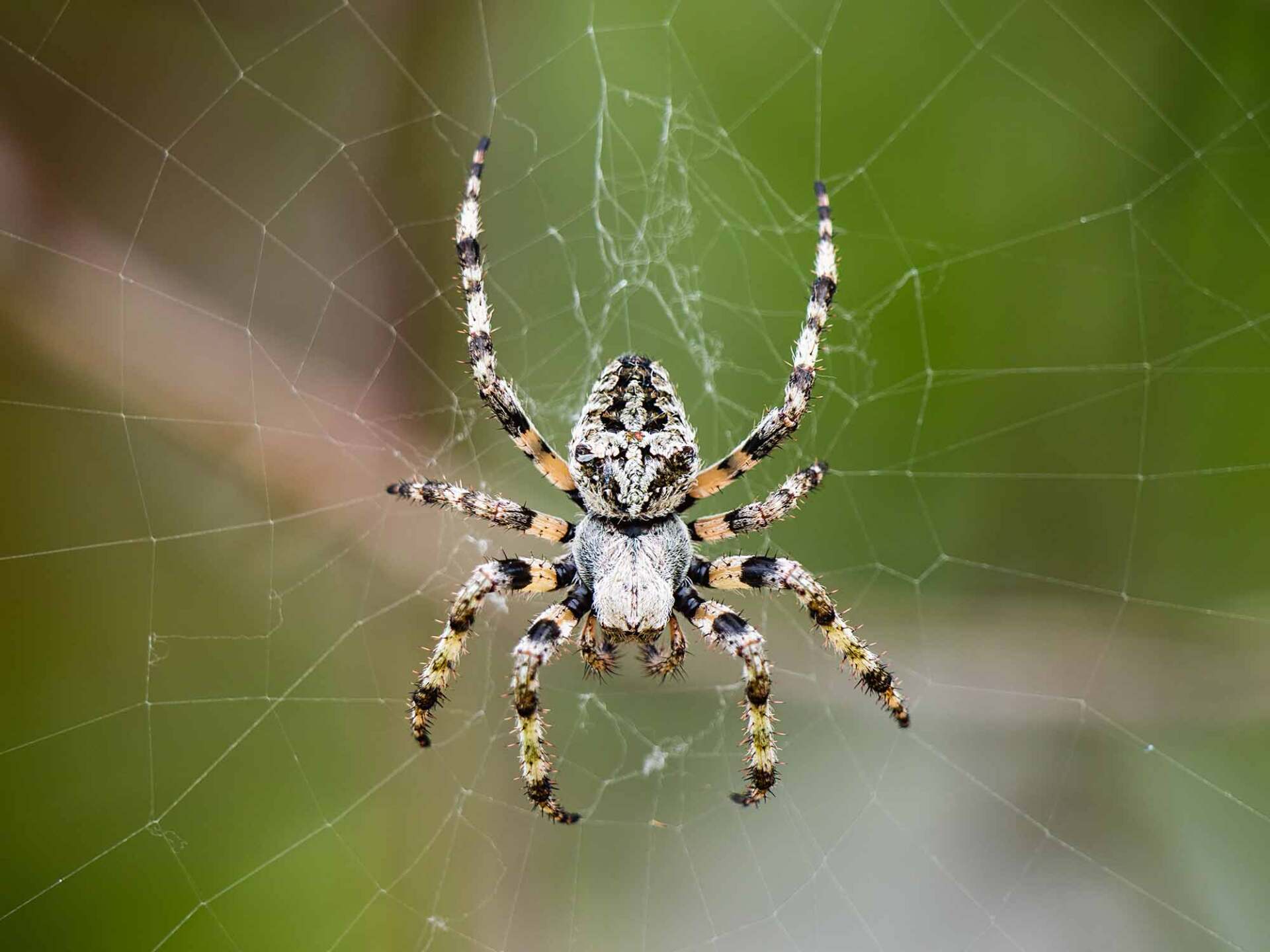 Pest Control | Shelbyville, TN | Professional Pest Management