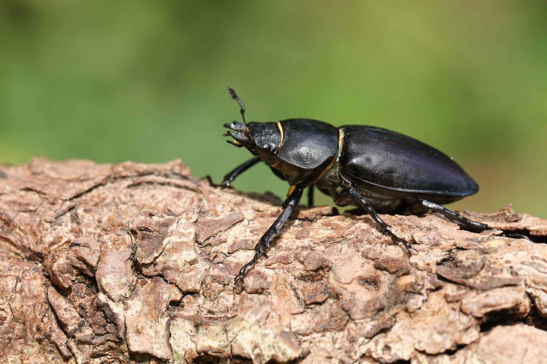 Pest Control Shelbyville, TN Professional Pest Management