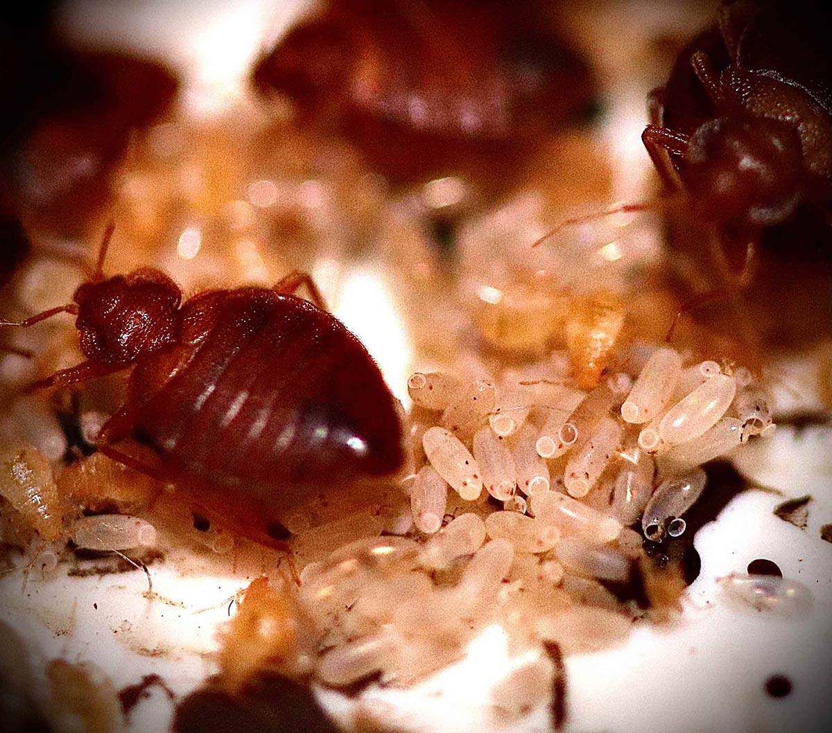 Bed Bugs and Eggs — Shelbyville, TN — Professional Pest Management