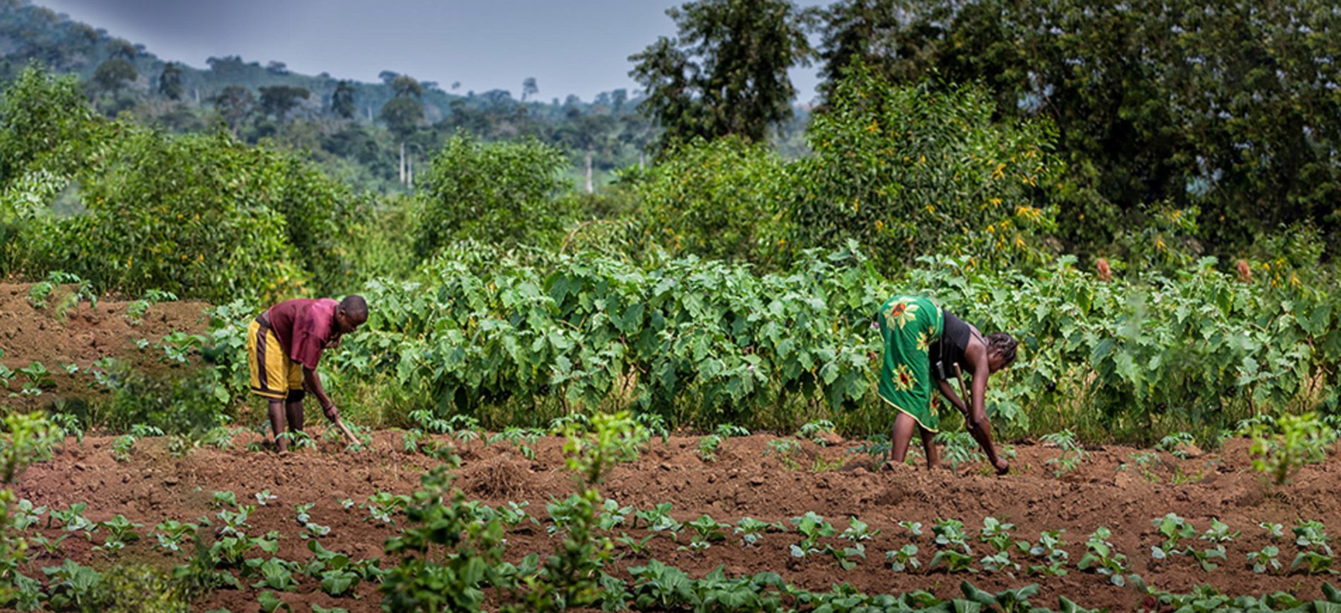 Africa’s Fertilizer Demand & Food Security | Green Gubre Group