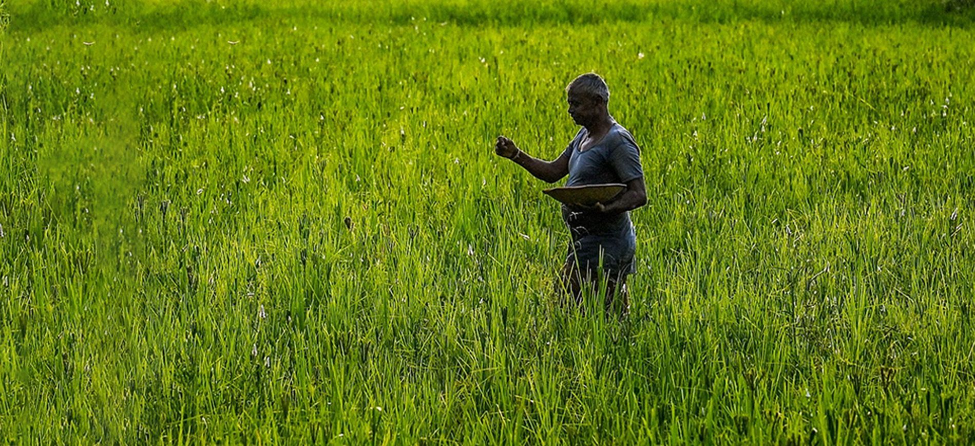 India’s rising fertilizer demand and innovation in sustainable agriculture – 2025
