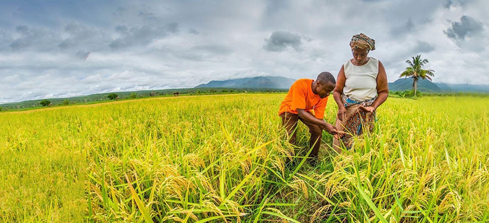 Fertilizer trends in East Asia: China’s supply role and Southeast Asia’s growing demand