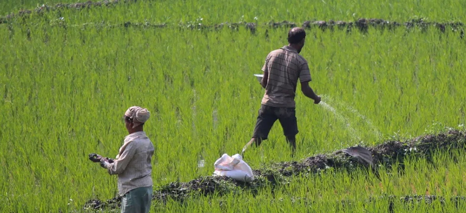 India’s growing fertilizer demand and trade impact in 2025.