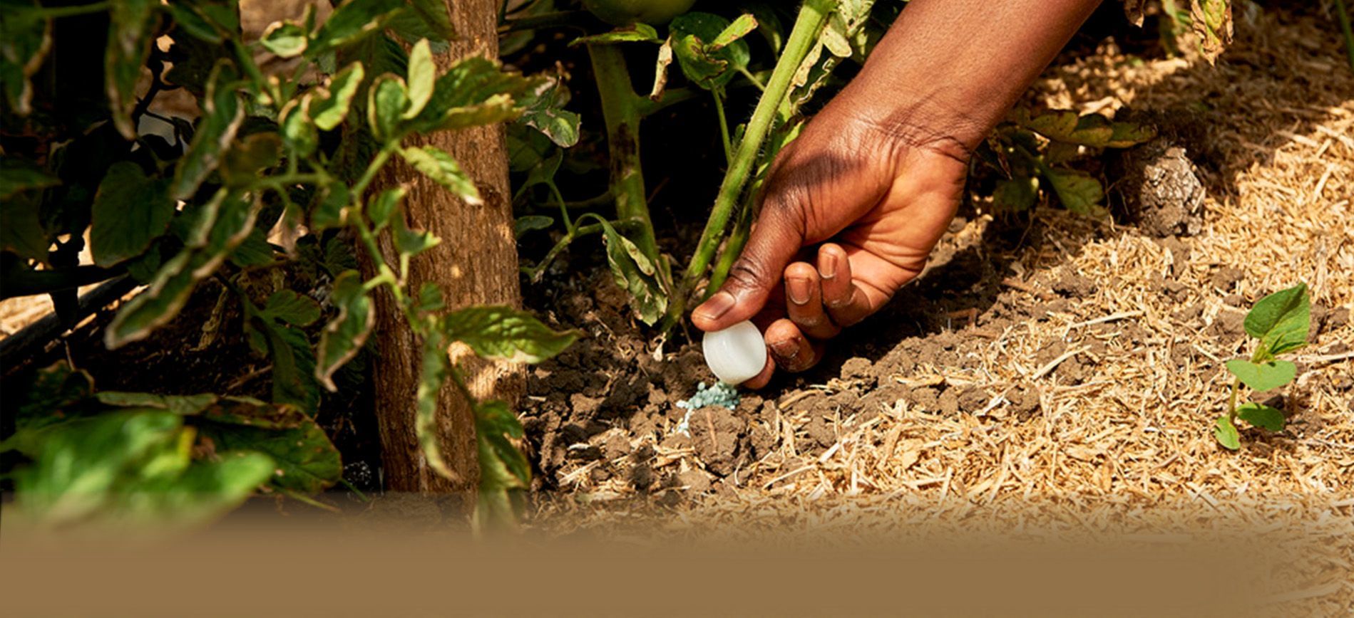 Middle East conflict impacts global fertilizer supply chains and urea prices in 2025.