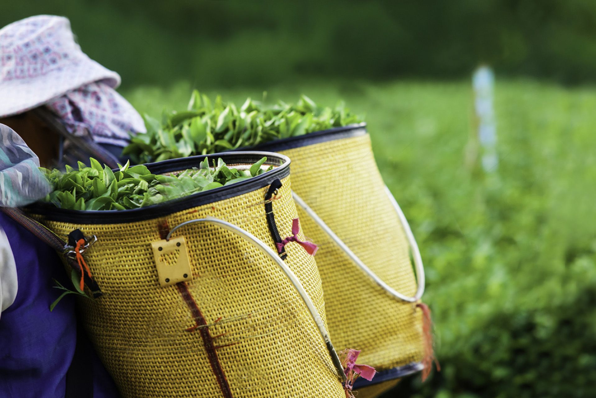 A Strategic Approach for Agricultural and Industrial Development