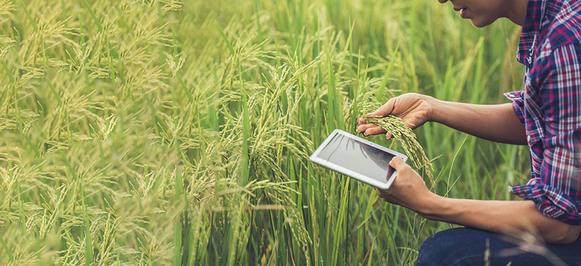 Drone applying granular fertilizer with GPS precision in farmland across Africa and India.