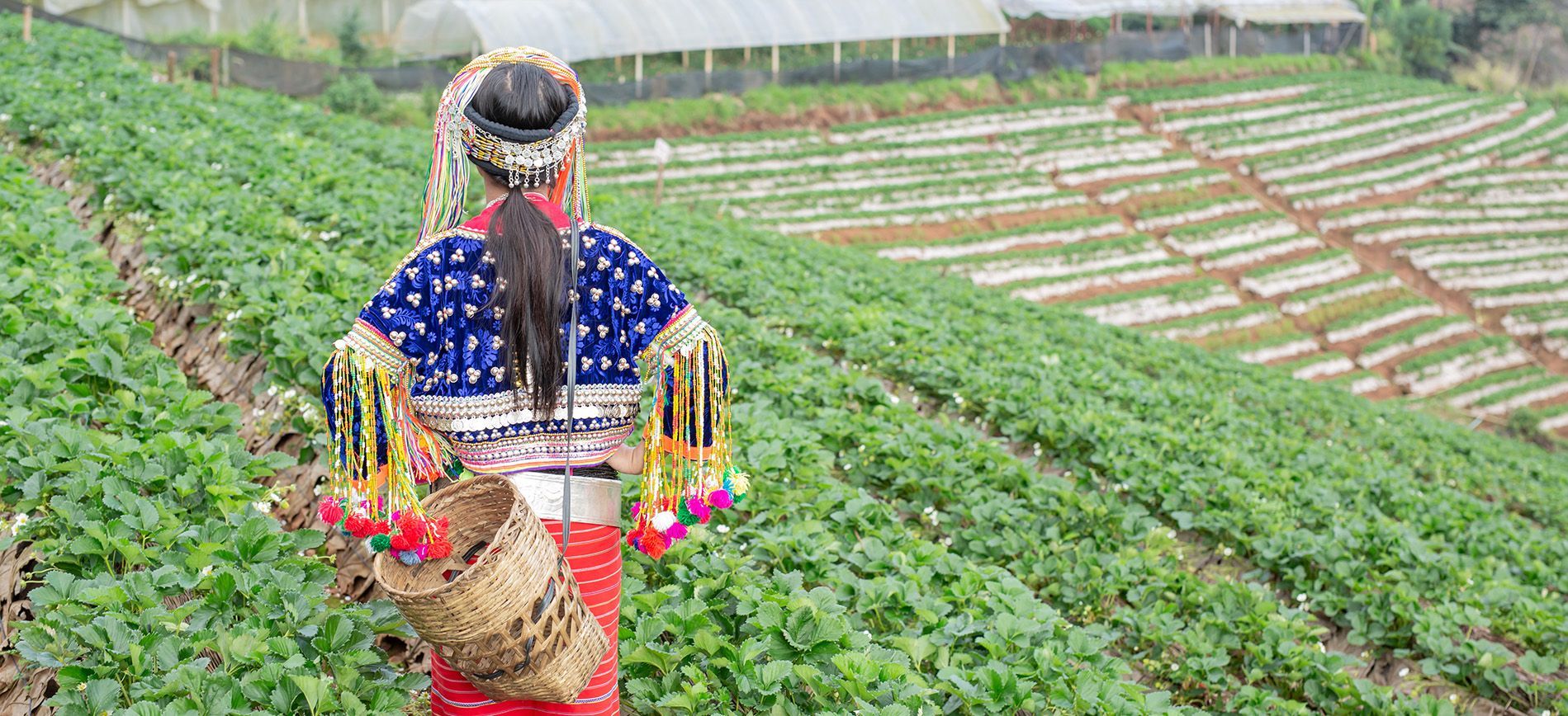 Southeast Asian farmer applying NPK fertilizer in rice field with balanced nutrient strategy