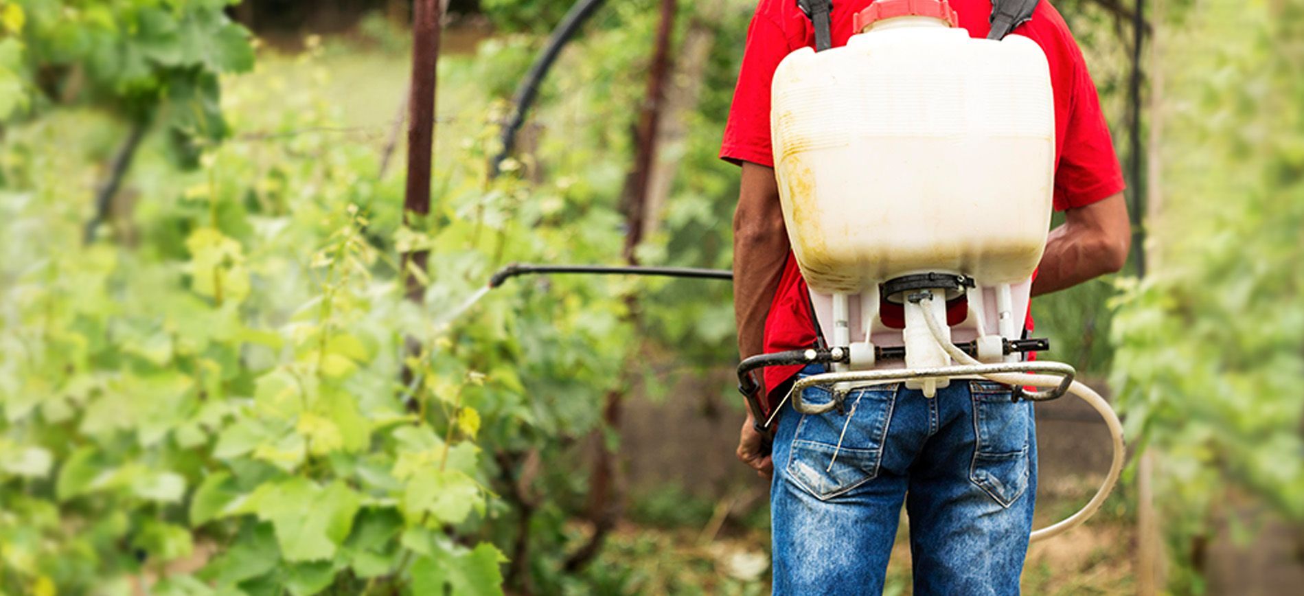 Sprayer applying liquid fertilizer to green leafy crops in a farm field
