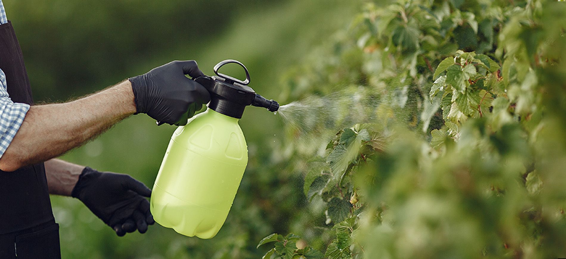 Farmer spraying foliar fertilizer on green leafy vegetable crops