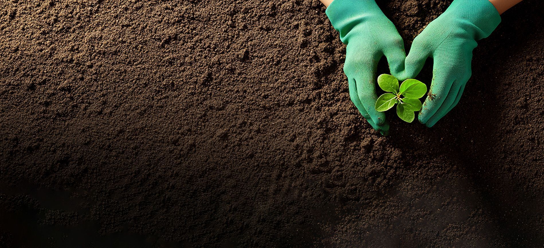 Biofertilizer powder being applied to legume seeds before planting in a field