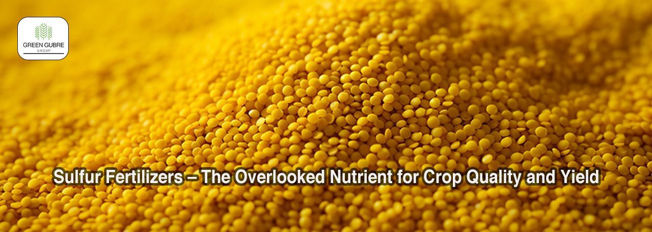 Sulfur Fertilizers – The Overlooked Nutrient for Crop Quality and Yield