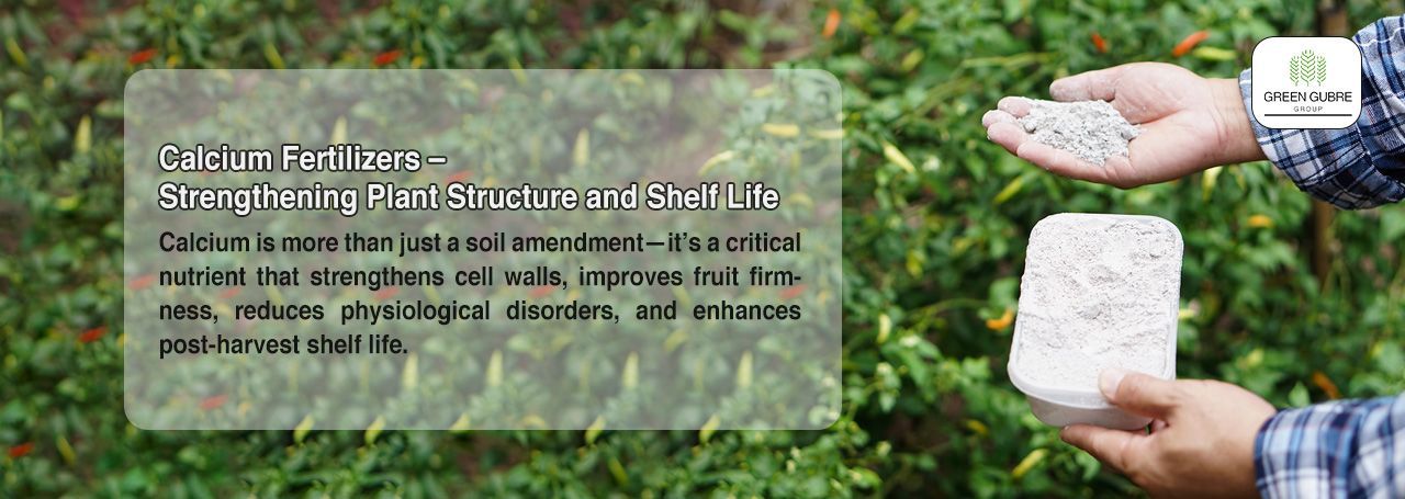 Calcium Fertilizers – Strengthening Plant Structure and Shelf Life