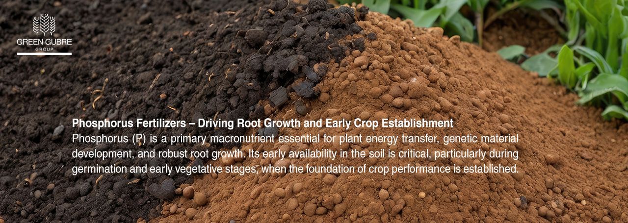 Phosphorus Fertilizers – Driving Root Growth and Early Crop Establishment