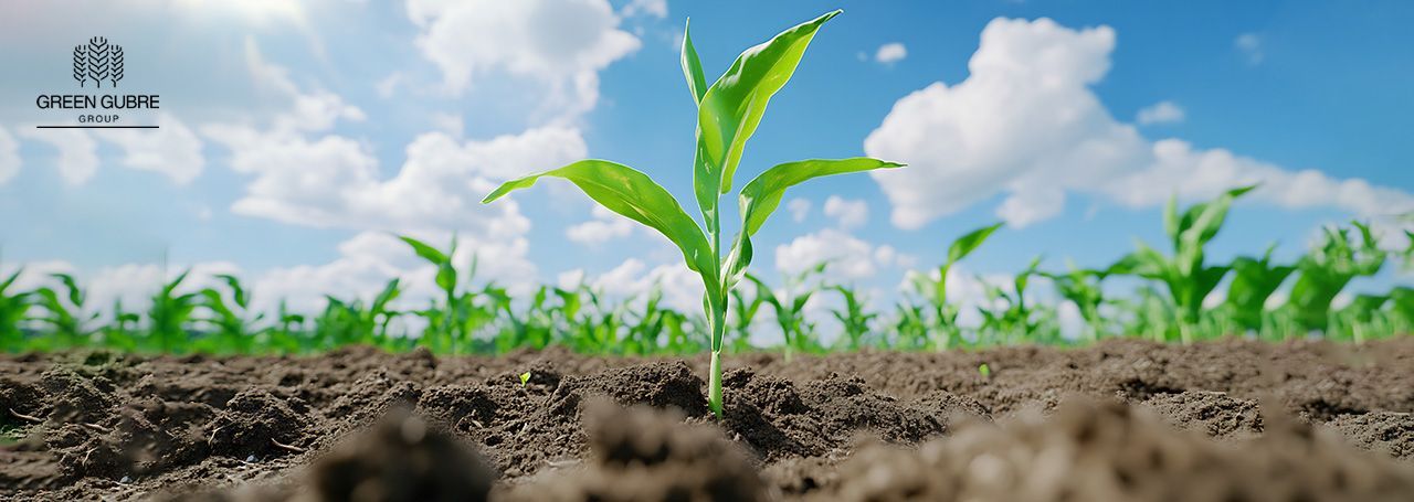 Nitrogen Fertilizers – Fueling Growth and Yield Potential