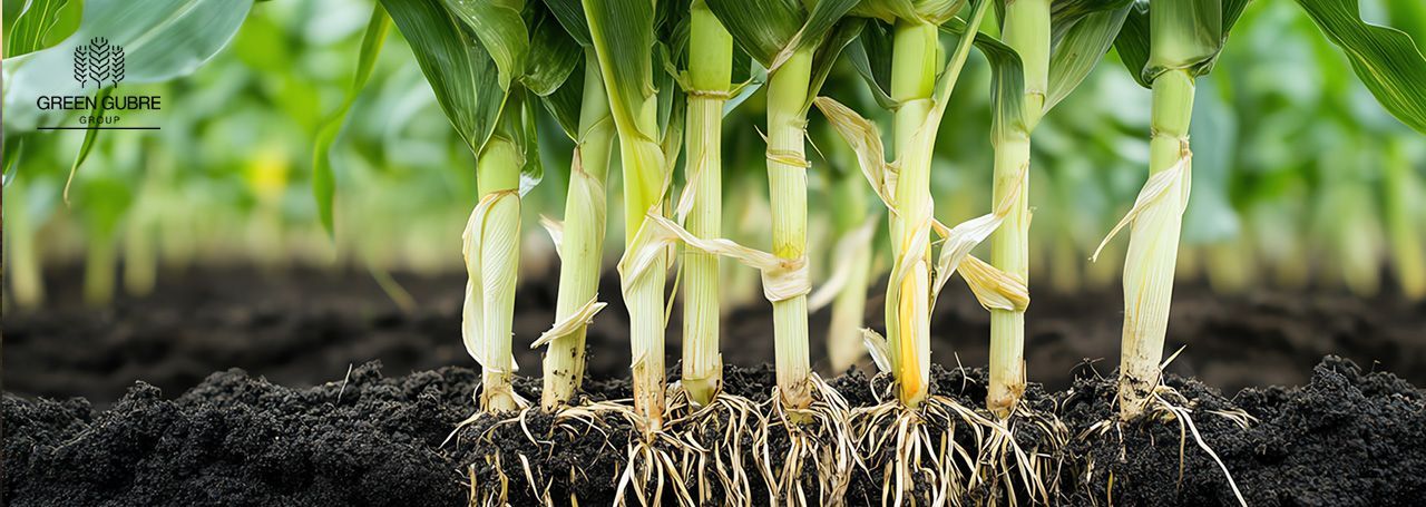 Nitrification and Urease Inhibitors – Maximizing Nitrogen Efficiency