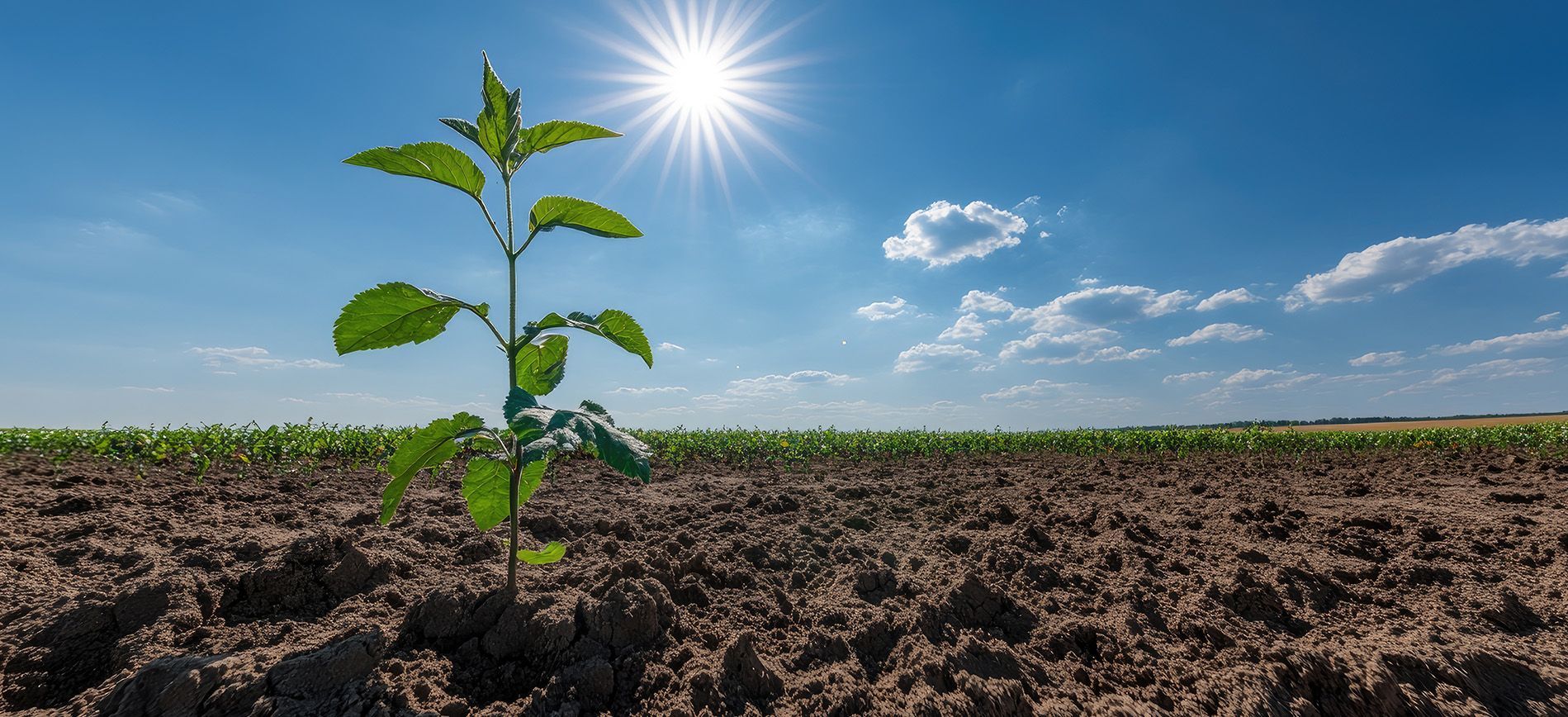 Climate-smart fertilizer application on a large green field during sunrise.