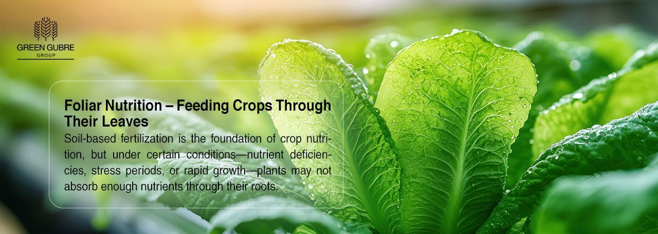 Foliar Nutrition – Feeding Crops Through Their Leaves