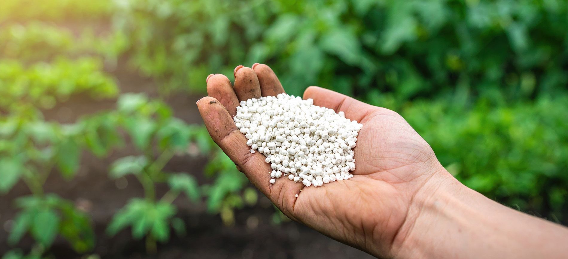 Farmer applying calcium nitrate through fertigation to tomato plants in a greenhouse.