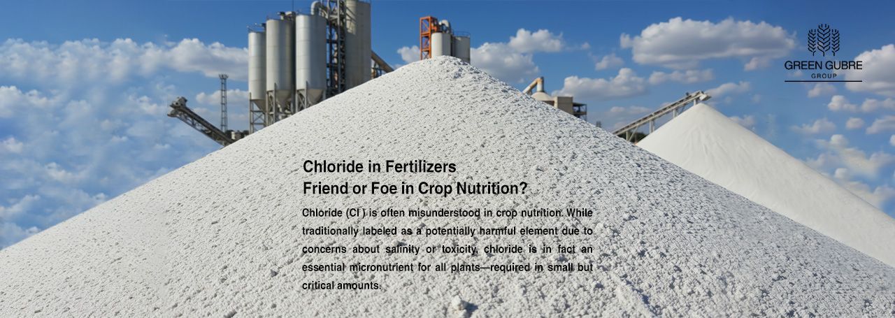 Chloride in Fertilizers – Friend or Foe in Crop Nutrition?