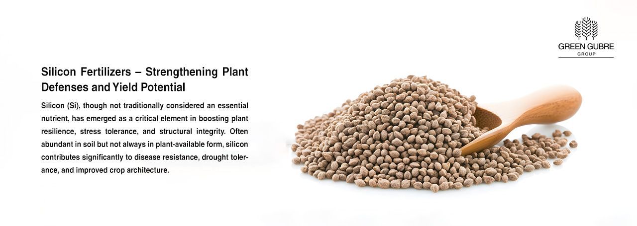 Silicon Fertilizers – Strengthening Plant Defenses and Yield Potential