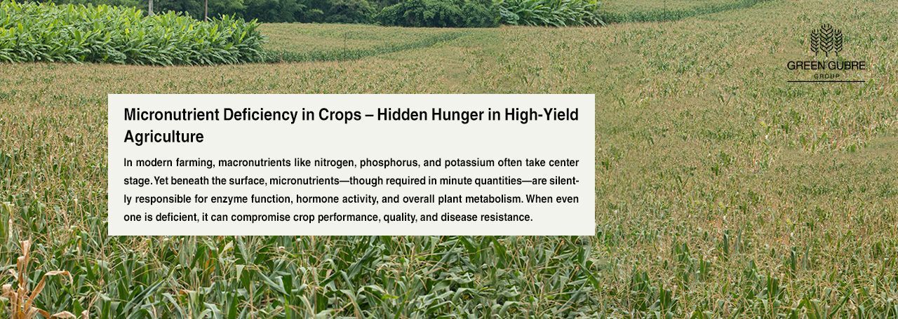 Micronutrient Deficiency in Crops – Hidden Hunger in High-Yield Agriculture