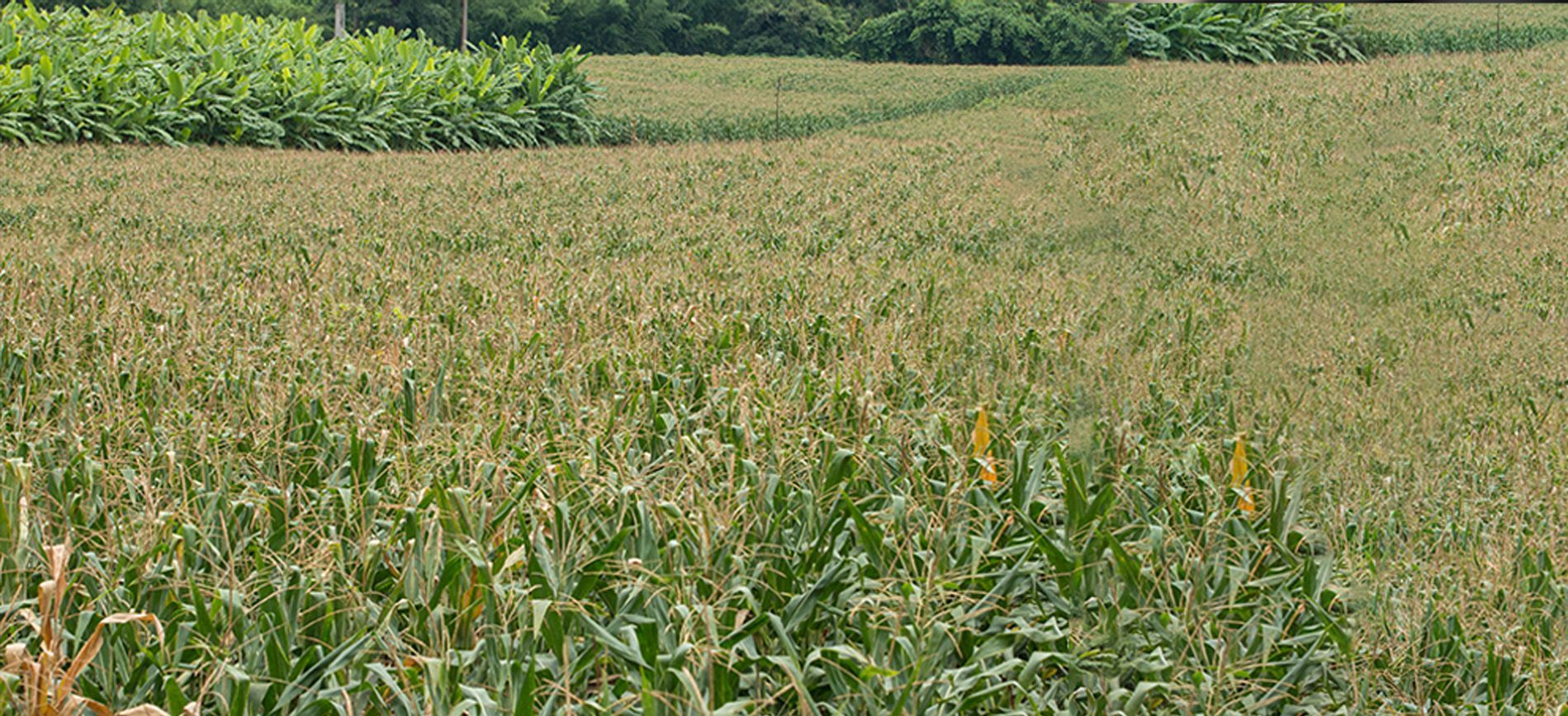 Yellowing leaves showing micronutrient deficiency symptoms in a high-value crop field