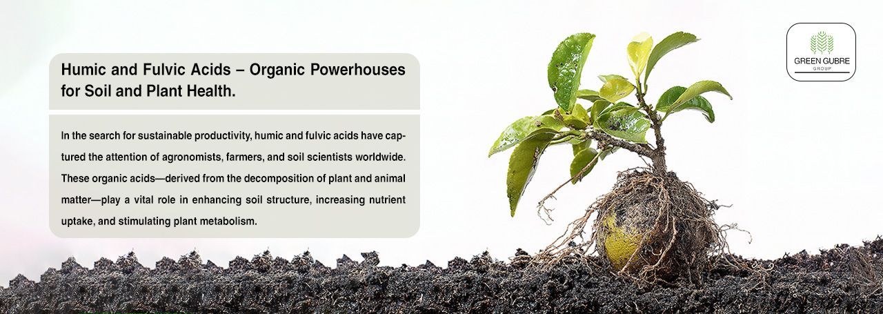 Humic and Fulvic Acids – Organic Powerhouses for Soil and Plant Health