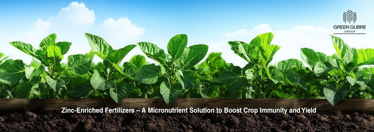 Zinc-Enriched Fertilizers – A Micronutrient Solution to Boost Crop Immunity and Yield