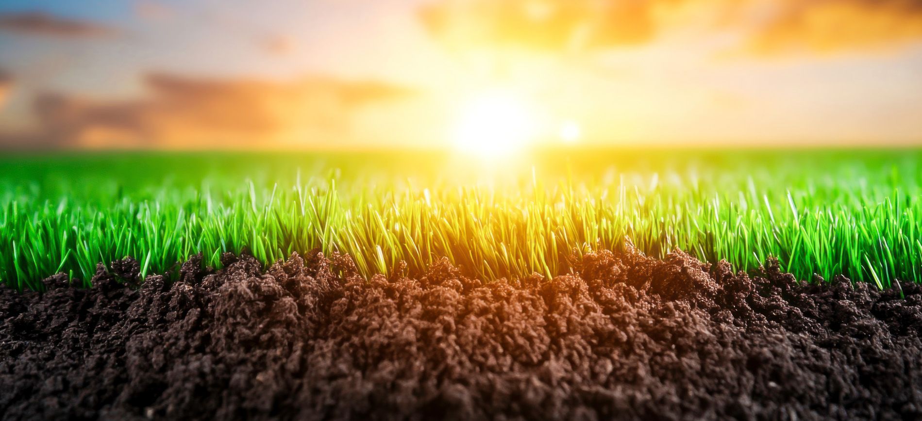 Bioavailable fertilizer sprayed on tomato leaves for efficient nutrient absorption.