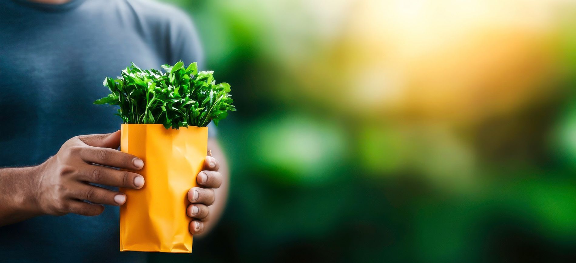 Technician applying foliar micronutrient spray to tomato plants under greenhouse lighting.