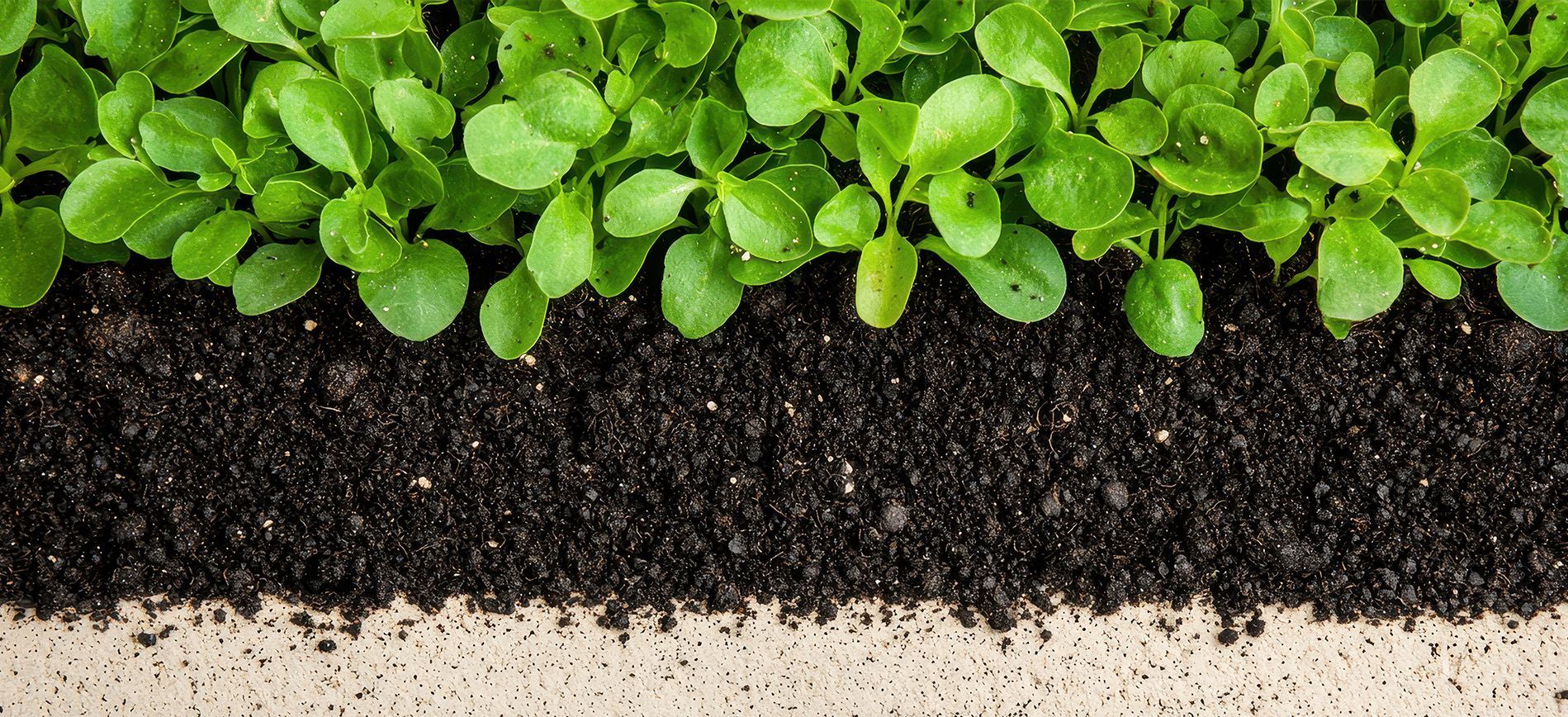 Farmer applying multi-nutrient fertilizer in a high-yield maize field for balanced nutrition.