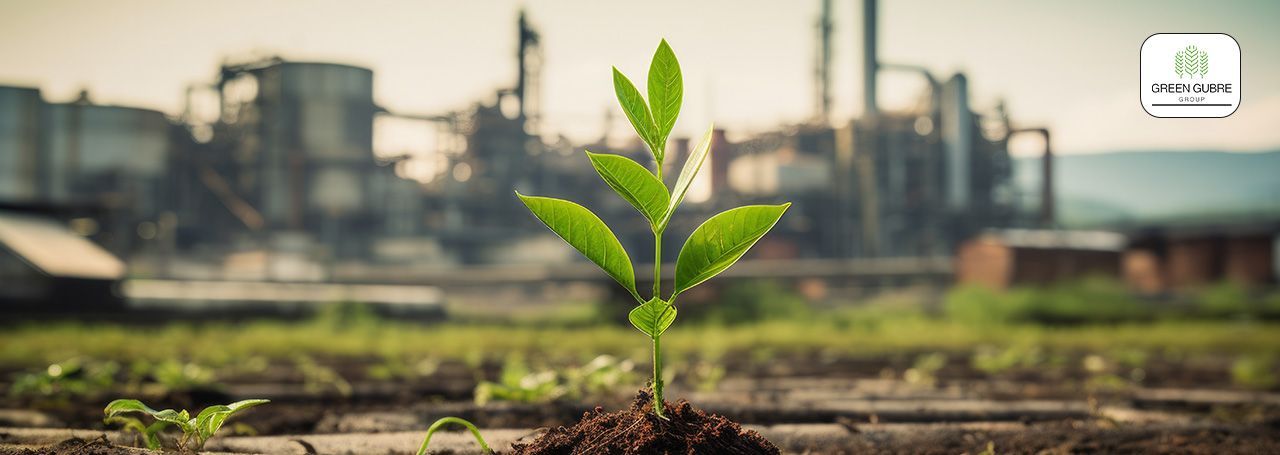 Potassium Fertilizers – Powering Plant Health, Quality, and Stress Resilience